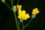 Common nipplewort